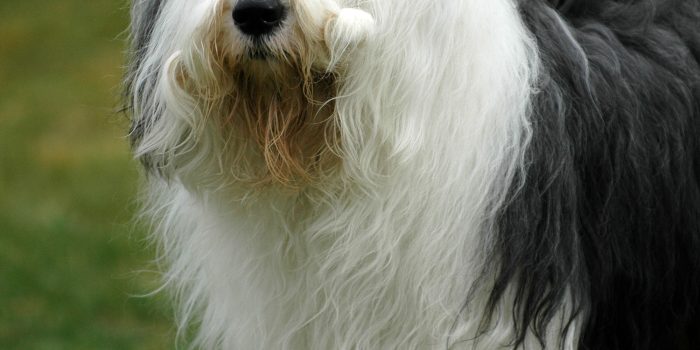 Old English Sheepdog