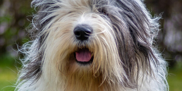 Raseguide Old English Sheepdog