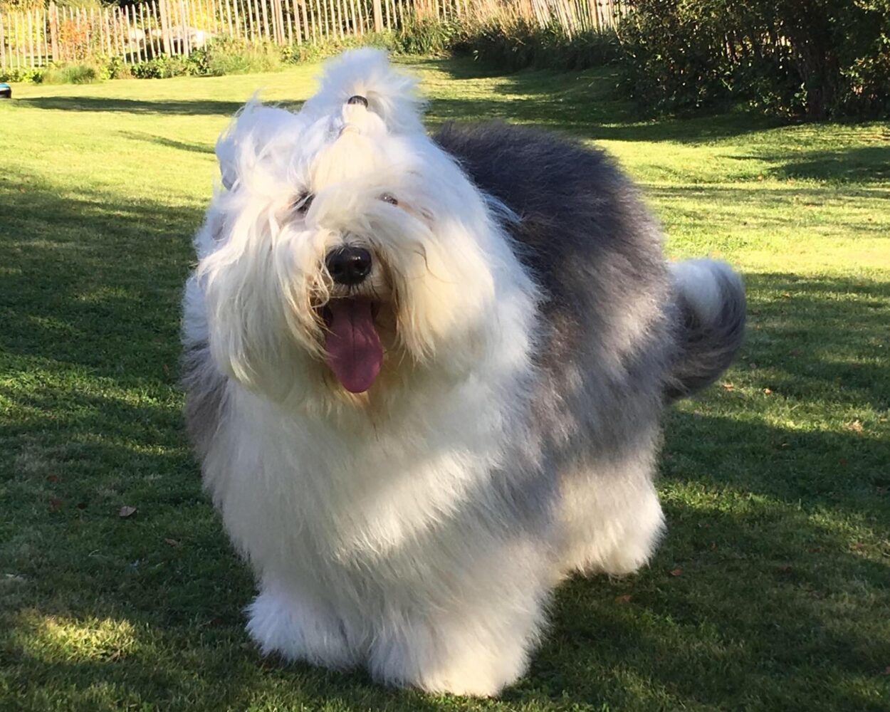 Rasevelger Old English Sheepdog