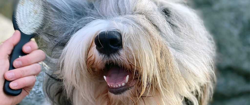 Old English Sheepdog børstes